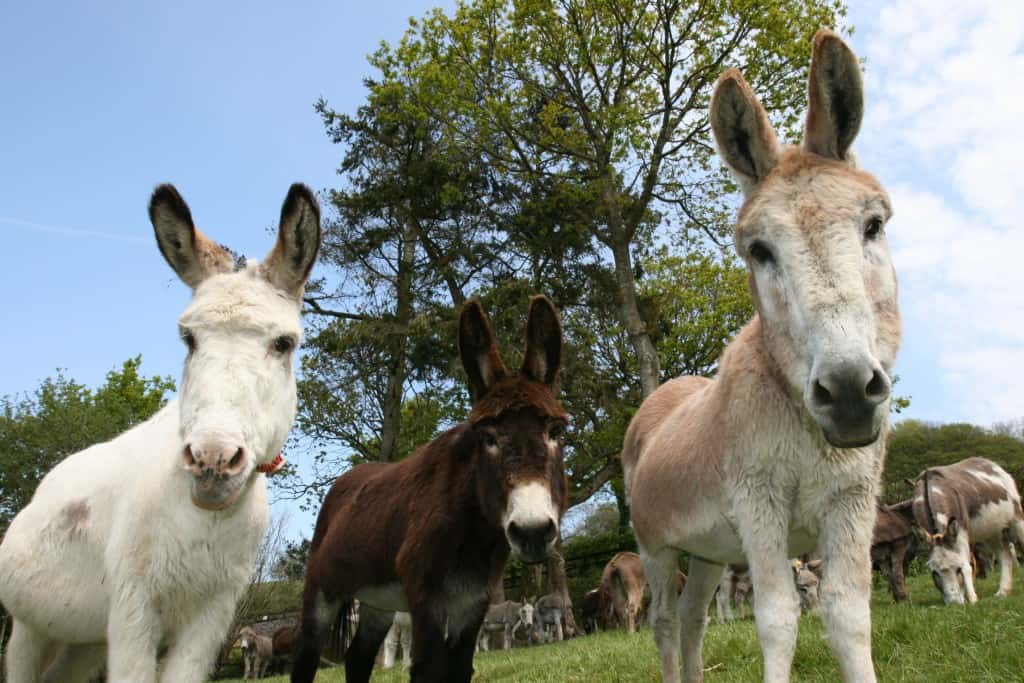 Berry Hannah and Napoleon at Paccombe Farm Photo Copyright of The Donkey Sanctuary